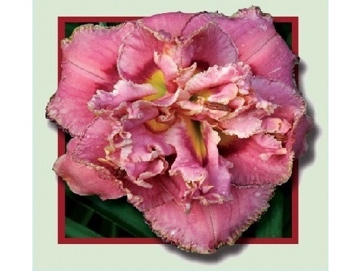 Лилейники МАХРОВЫЕ