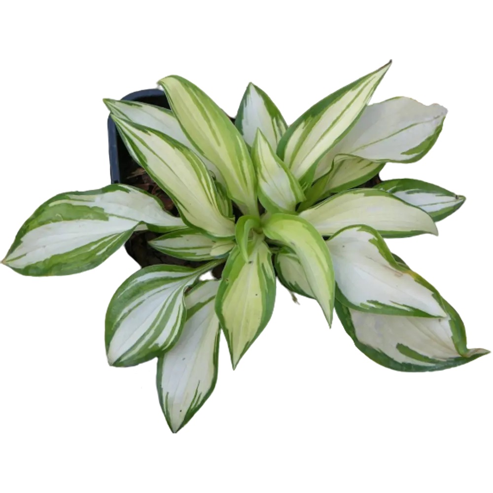 НЕОБЫЧНЫЕ - ТРЕХЦВЕТНЫЕ