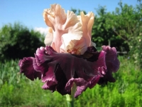 ирис Джамайка май крейзи 