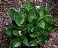 хоста Lakeside Lollipop -  Чупа-Чупс