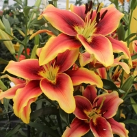 лилия АВАЛОН САНСЕТ