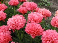 пион Лорелея 