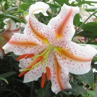 лилия Свадебный Марш