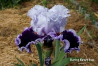 ирис Даринг Десепшн