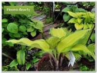 хоста Flemish Beauty - Фламандская Красавица