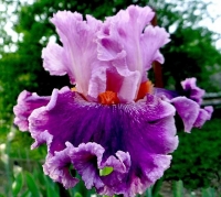 ирис Fluttеrina 