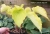 хоста Valley's Lemon Squash (Лимонный Фреш)