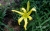 лилейник ЗЕЛЕНЫЙ ПИТОН (GREEN PYTHON) 