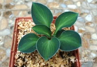 хоста Cat and Mouse - Кот и мышь  