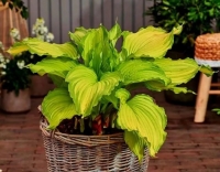 хоста Ферст Дэнс