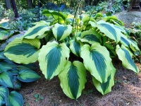 хоста Goodness gracious