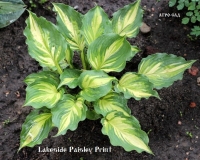 хоста ЛЕКСАЙД ПЕЙСЛИ ПРИНТ - Lakeside Paisley Print