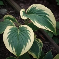 Хоста Oh Cindy - Ох, Синди !