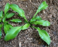 хоста Ripple -  спорт от сорта Ripple Effect