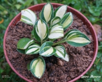 Хоста Snow Mouse -СНЕЖНАЯ МЫШЬ