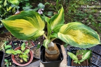 хоста THE QUEEN ЗЕ КВИН - Королева. Страйк.