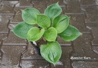 хоста УШКИ МОНСТРА - Monster Ears