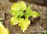 хоста Valley's Lemon Squash (Лимонный Фреш)
