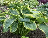 хоста Wu-La-La -  Ву-Ла-Ла 