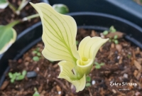 хоста Zebra Stripes Зебра Страйпс 