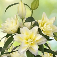 лилия ROSELILY ЛЮДВИНА 