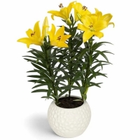 лилия САММЕР САН 