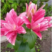 лилия ROSELILY ДЖАСМИНА 