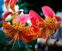 лилия ФЬЮЖН