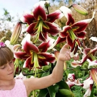 лилия ЛЕСЛИ ВУДРИФ 