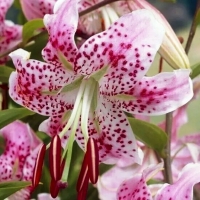 лилия УШИДА