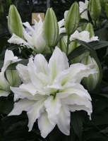 лилия ROSELILY АИША 