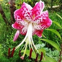 лилия СП. РУБРУМ