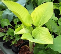 Хоста Wundergold