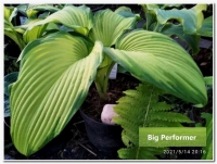 хоста Big Performer