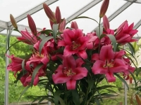 лилия ФЕДОРА 