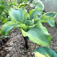 хоста Манки Бизнес. Monkey Business.