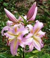 лилия ФОКУС-ПОКУС 