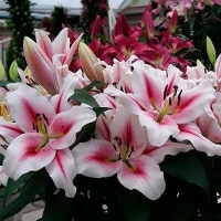 лилия ГАУЧО 