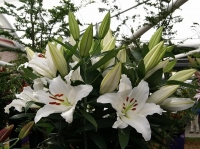 лилия Фулл Мун 