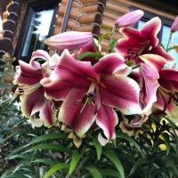 лилия АФРИКАН ЛЕЙДИ - 170 руб.