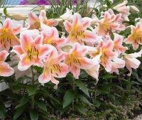 лилия САЛМОН СТАР 