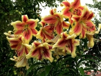 лилия ХОЛЛАНД БЬЮТИ 