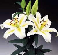 лилия ЛЕГЕНДА 