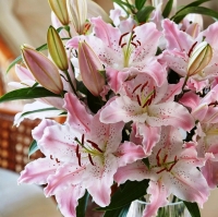 лилия ВИРТУОЗО