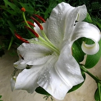 лилия Ва-Банк 