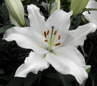 лилия БИГ НЬЮС 