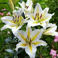 лилия БАФФЕРАРИ 