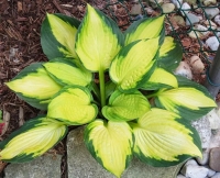 хоста Джорджия Свитхарт 