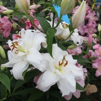 лилия ГУАПА 