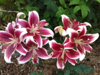 лилия РОБЕРТ ГРИЗБАХ 